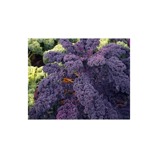 Semences bio de Chou Kale rouge