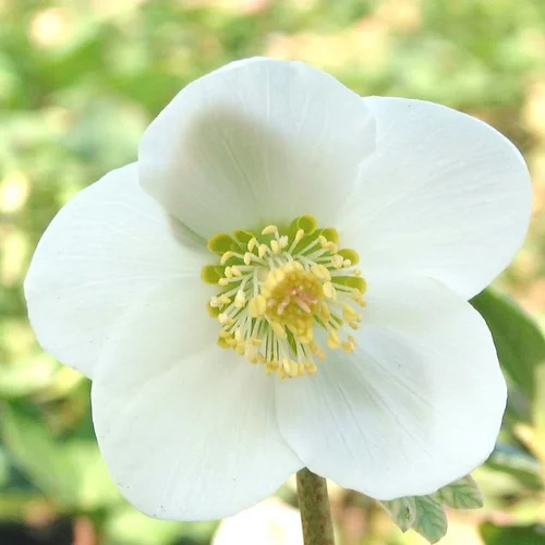 Malin jardin：Hellébore Hgc - Le pot de 1,5 litre