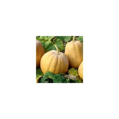 Moderne jardin：Mini Courge Muscade De Provence Bio. Le pot de 10,5 cm