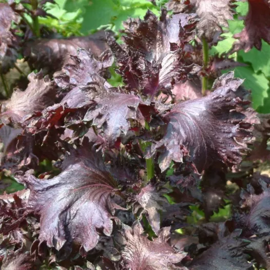 Perilla Pourpre (Shiso) | Aromatiques