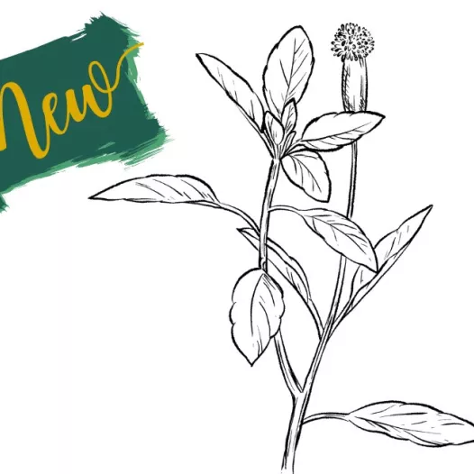 Coriandre de Bolivie | Aromatiques