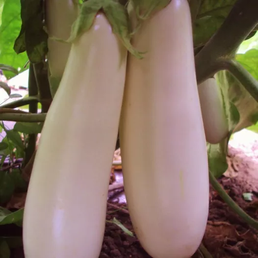 Aubergine blanche Longue de Dourga | Graines bio et reproductibles