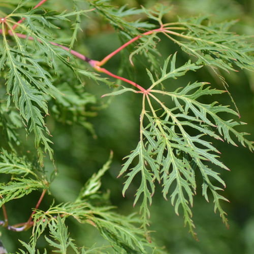 ACER PALMATUM DISSECTUM - ÉRABLE DU JAPON 'SHINONOME' - POT DE 3L