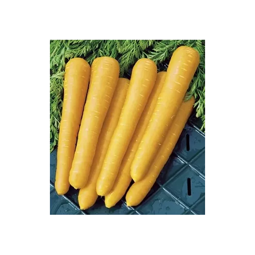 Semences bio de Carotte longue jaune de Belgique