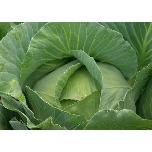 Biologische zaden van Witte kool Quintal d'Alsace