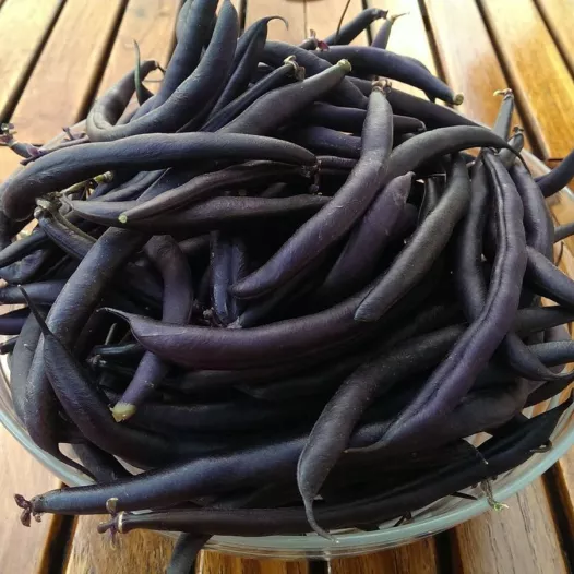 Bio zaden van Stamslaboon (prinsessenboon) Purple Teepee