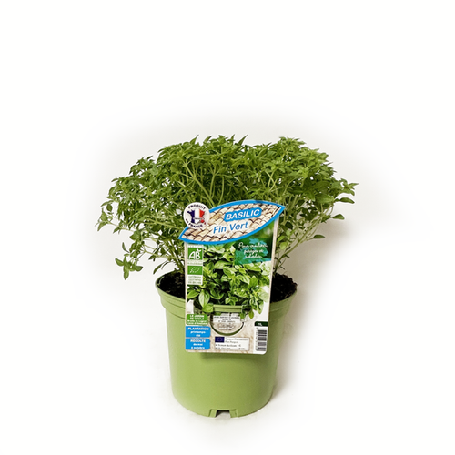 BASILIC FIN VERT BIO - POT DE 1L