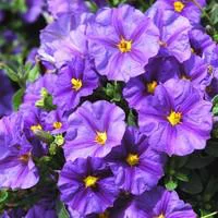 Espace vert malin：Solanum Rantonnetii bleu en pot de 3 L