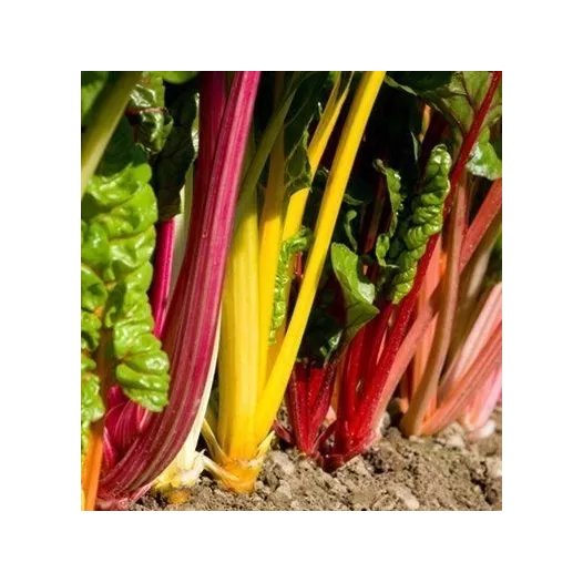 Semences bio de Côte de bette à cardes multicolores