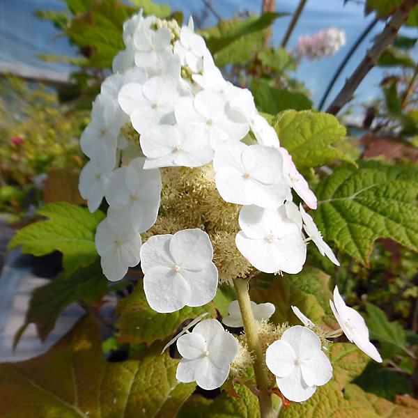 2 x Hortensia à feuilles de chêne 'Snow Queen' – Hydrangea quercifolia 'Snow Queen' | 30 | 40 cm pot