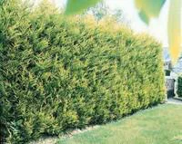 Extérieur malin：Cupressocyparis Leylandii Castelwellan Gold 150/175 cm en pot de 15 L