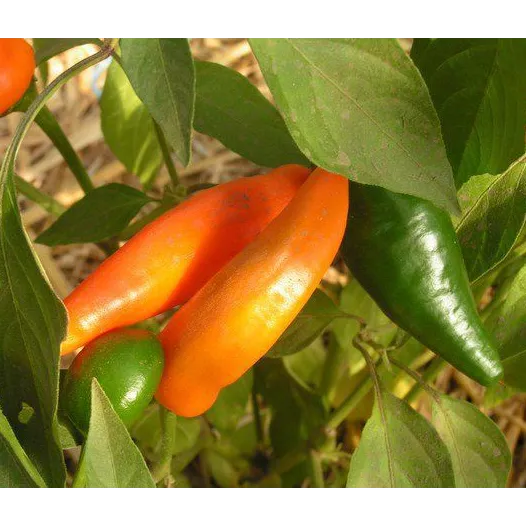 Bio zaden van Paprika Tequila Sunrise