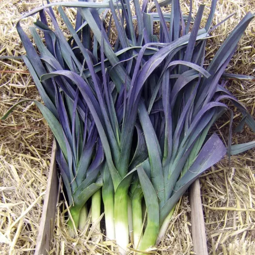 Bio zaden van Prei St Victor