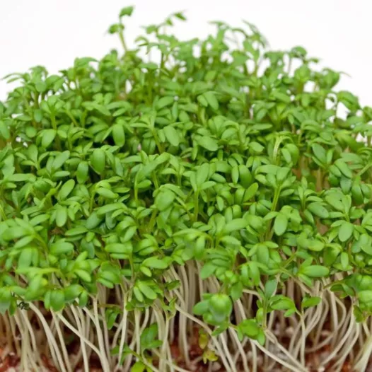 Tuinkers Gewone Alenois