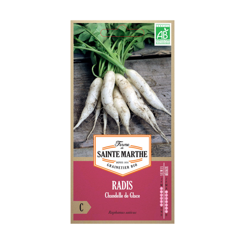 GRAINES RADIS RAVE CHANDELLE DE GLACE BIO