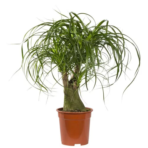 Le bon choix pour le jardin：Beaucarnea Ramifié coupe Ø19xH70 cm
