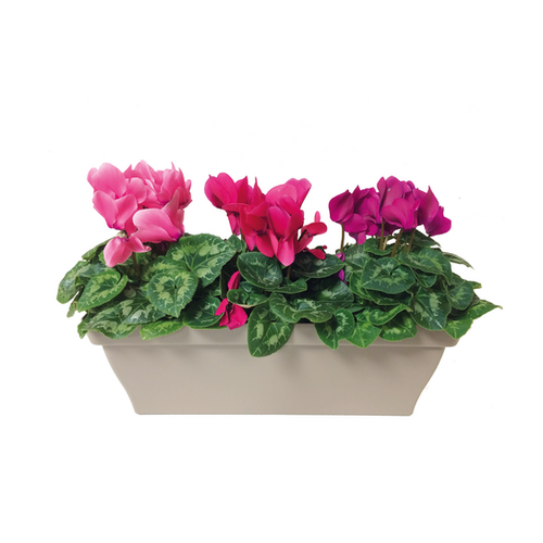 JARDINIÈRE DE CYCLAMENS À GROSSES FLEURS