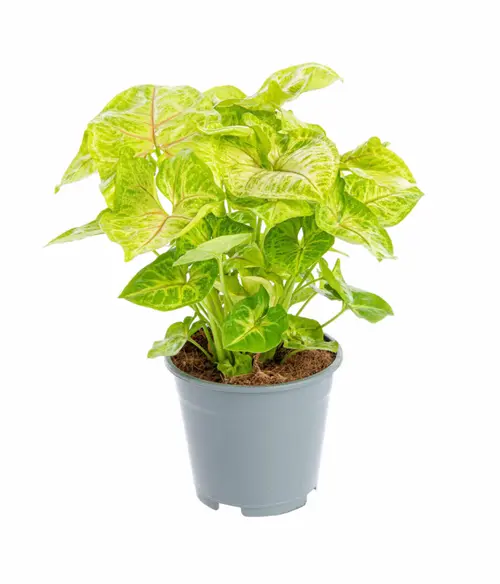 Pratique jardin：Syngonium doré jaune. Le pot Ø 14 cm