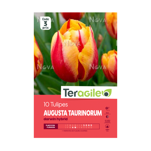 BULBES DE TULIPES 'AUGUSTA TAURINORUM' - DARWIN HYBRID - TERAGILE® - X10