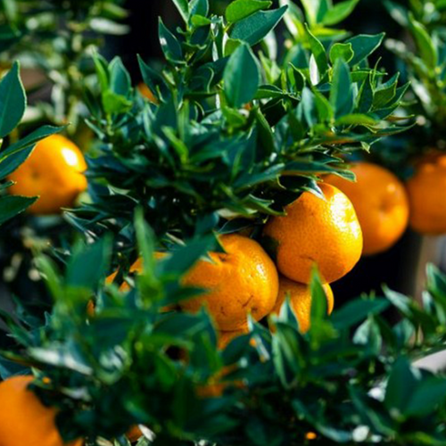 CHINOTTO (CITRUS MYRTIFOLIA) - POT DE 5L - 1/4 TIGE
