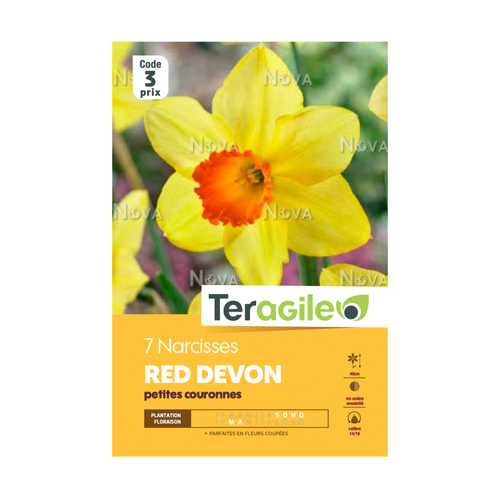 BULBES DE NARCISSES 'RED DEVON' PETITES COURONNES - TERAGILE® - X7