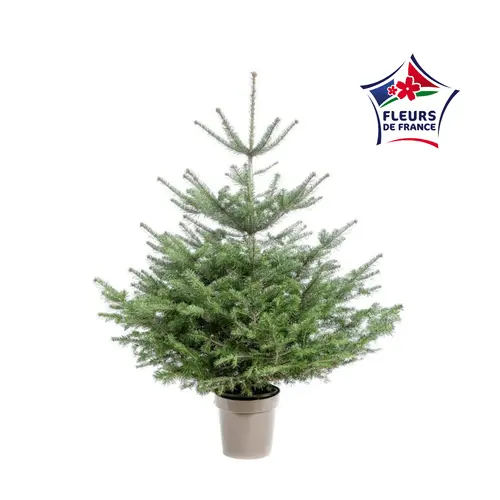Un plus pour vos extérieurs：Sapin de Noël naturel en pot Nordmann botanic® - 80 à 100 cm