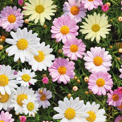Jardin adapté：Anthemis trio sur tige - Le pot de 3 litres
