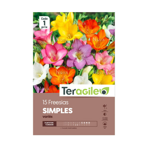 BULBES DE FREESIAS 'SIMPLE' - VARIÉS - TERAGILE® - X15