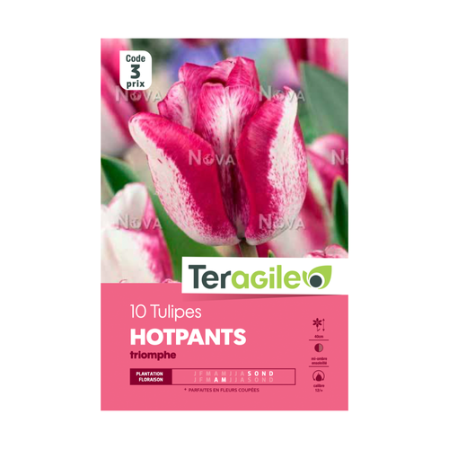 BULBES DE TULIPES 'HOTPANTS' TRIOMPHE - TERAGILE® - X10