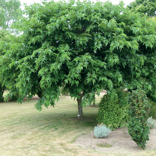 MORUS FRUITLESS - MÛRIER PLATANE - POT DE 20L