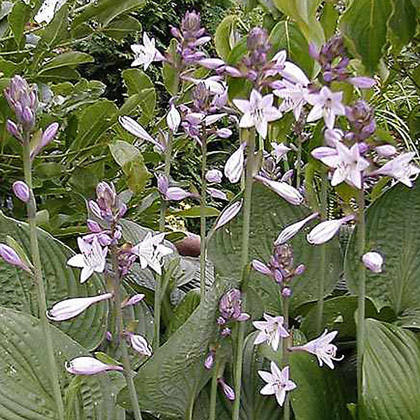 6 x Hosta fortunei 'Hyacinthina' – godet 9cm x 9cm
