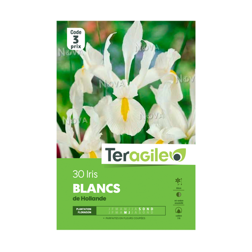 BULBES D'IRIS 'BLANCS' DE HOLLANDE - TERAGILE® - X30