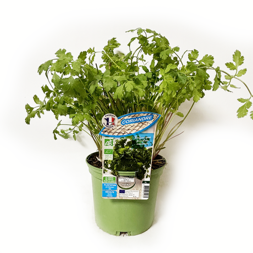 CORIANDRE BIO - POT DE 1L