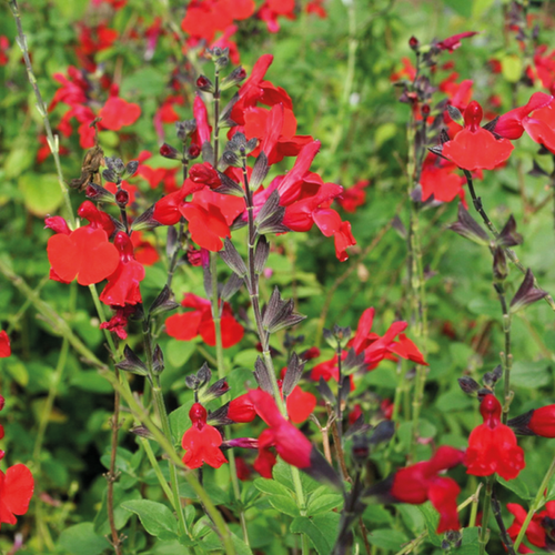 SAUGE ROYAL BUMBLE - POT 2L