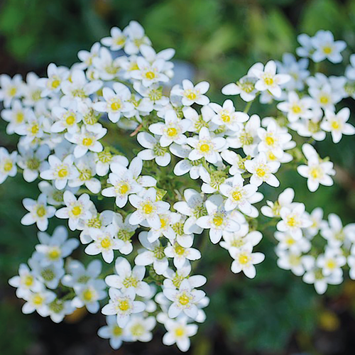 SAXIFRAGE - POT 1L