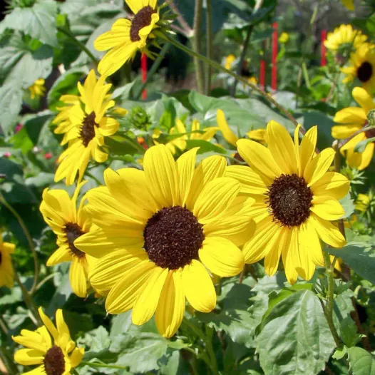 Bio zaden van Zonnebloem kleine gele bloemen