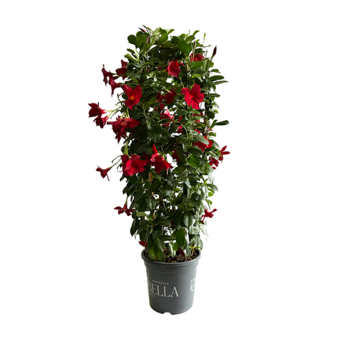 DIPLADENIA ARCEAU - POT ⌀24CM - HAUTEUR 100CM