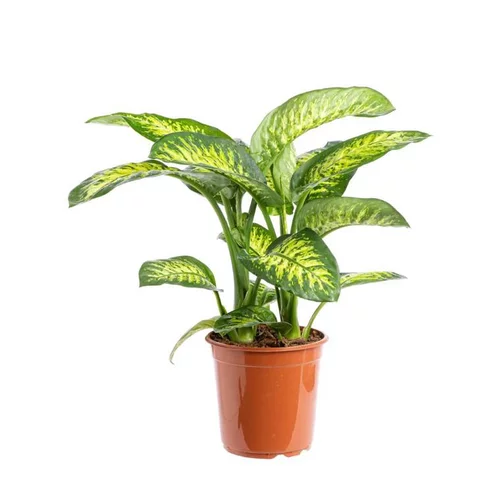 Pour votre espace vert：Dieffenbachia Tropic Snow pot Ø24xH100 cm