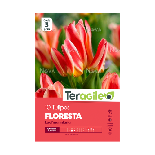 BULBES DE TULIPES 'FLORESTA' KAUFMANNIANA - TERAGILE® - X10