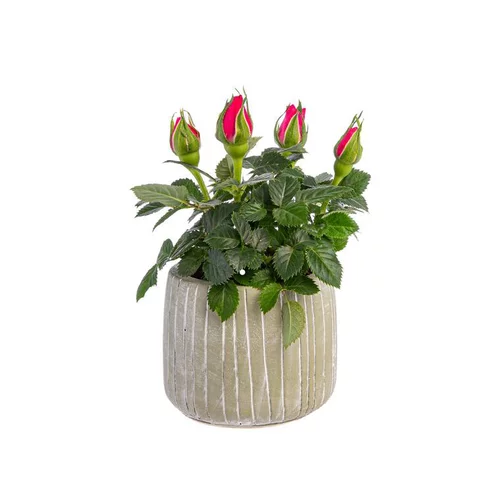 À découvrir pour le jardin：Rosier baby avec cache-pot Ø 6 cm