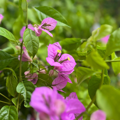 BOUGAINVILLIER GRIMPANT VIOLET DE MÈZE - POT ∅17CM