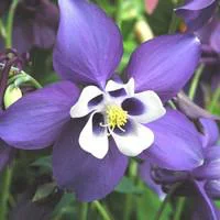 Jardin simple：Ancolie - La barquette de 6 plants