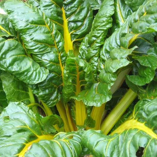 Bio zaden van Snijbiet met gele bladstelen Bright Yellow