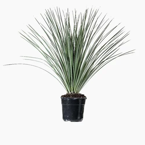 Un plus pour votre jardin：Dasylirion Serratifolium en pot de 5 L vert
