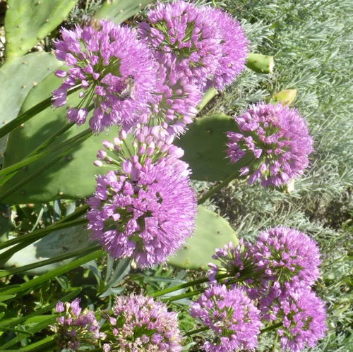 Nature utile：Allium 'Millenium'. Le pot de 17 cm