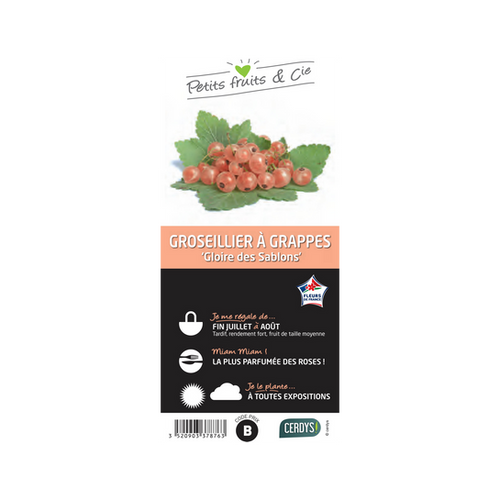 GROSEILLIER À GRAPPES 'GLOIRE DES SABLONS' - POT 1,5L