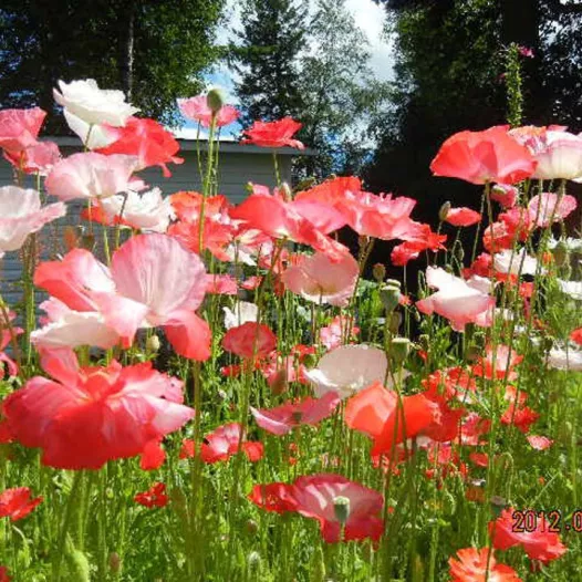 Tuin-Klaproos | Biologische en zaadvast bloemenzaden