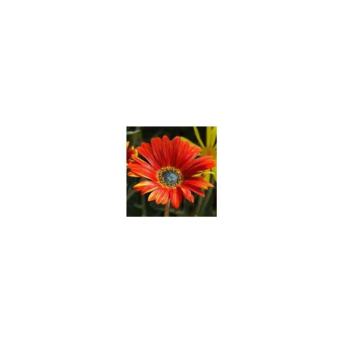 Mieux au jardin：Arctotis - Le pot de 1 litre