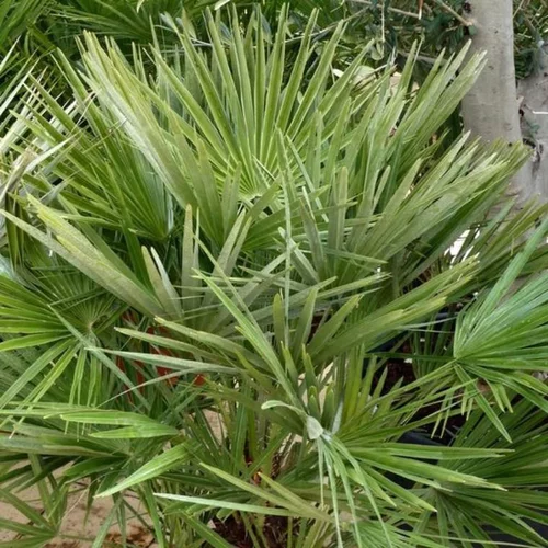 Pour vos projets extérieurs：Chamaerops Humilis vert en pot de 2 L