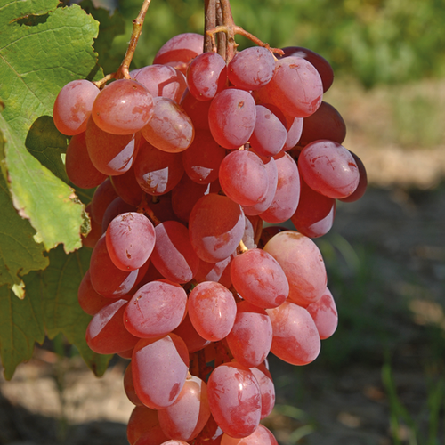 VIGNE DE TABLE 'KATHARINA' - POT DE 3L